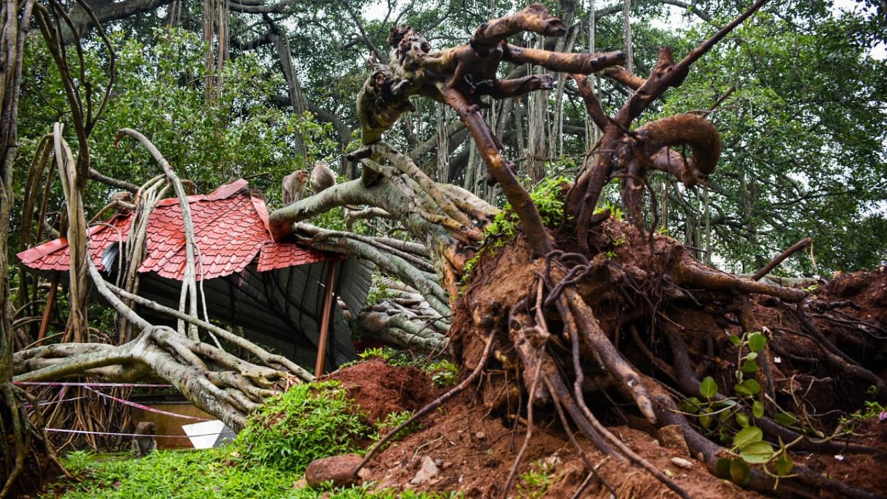 Experts inspect the Big Banyan Tree in Ketohalli off Mysuru Road on Thursday after it was uprooted in Sunday's downpour. Credit: DH Photo