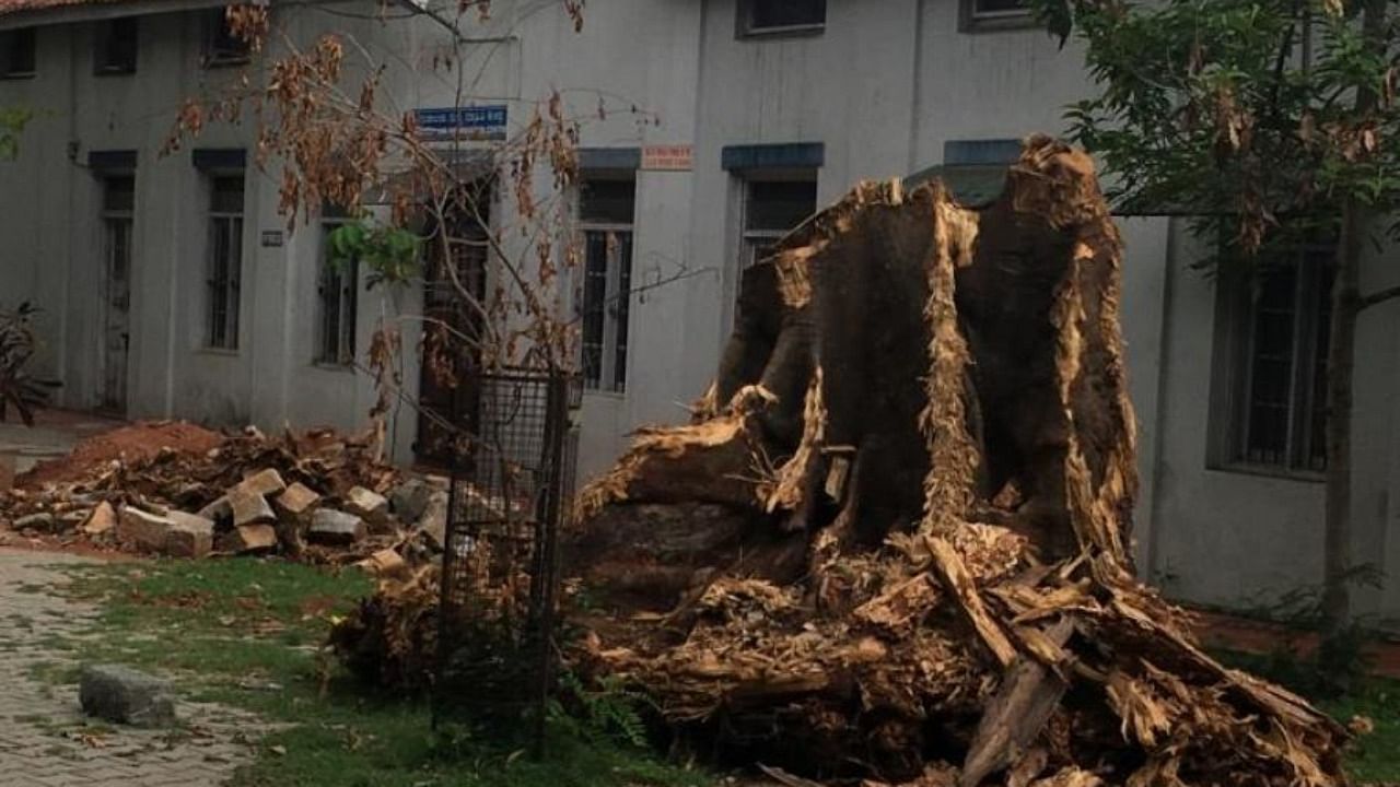 Nrupathunga University have alleged that varsity authorities have felled trees on campus to make way for new blocks. Credit: Special Arrangement
