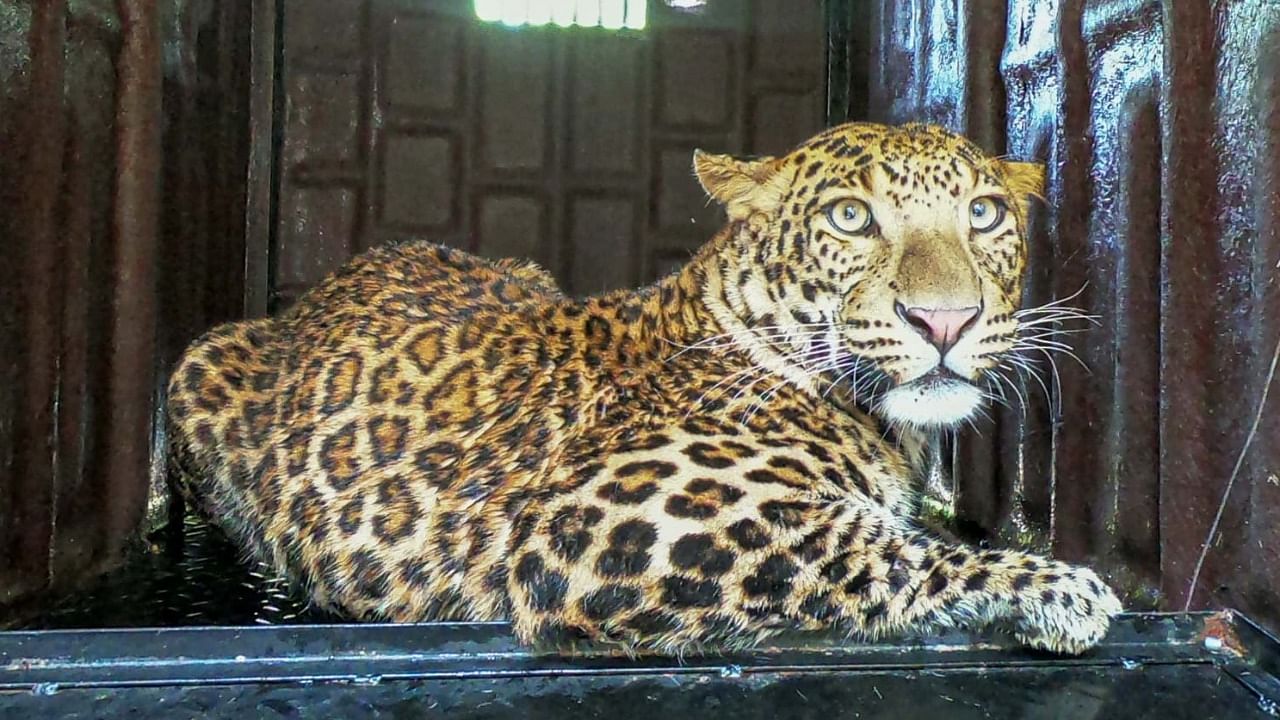 The MFD was first alerted of the leopard sighting as it repeatedly came into conflict with residents of Jaulake Khurd Village in the Khed range of Maharashtra. Credit: MFD/Wildlife SOS