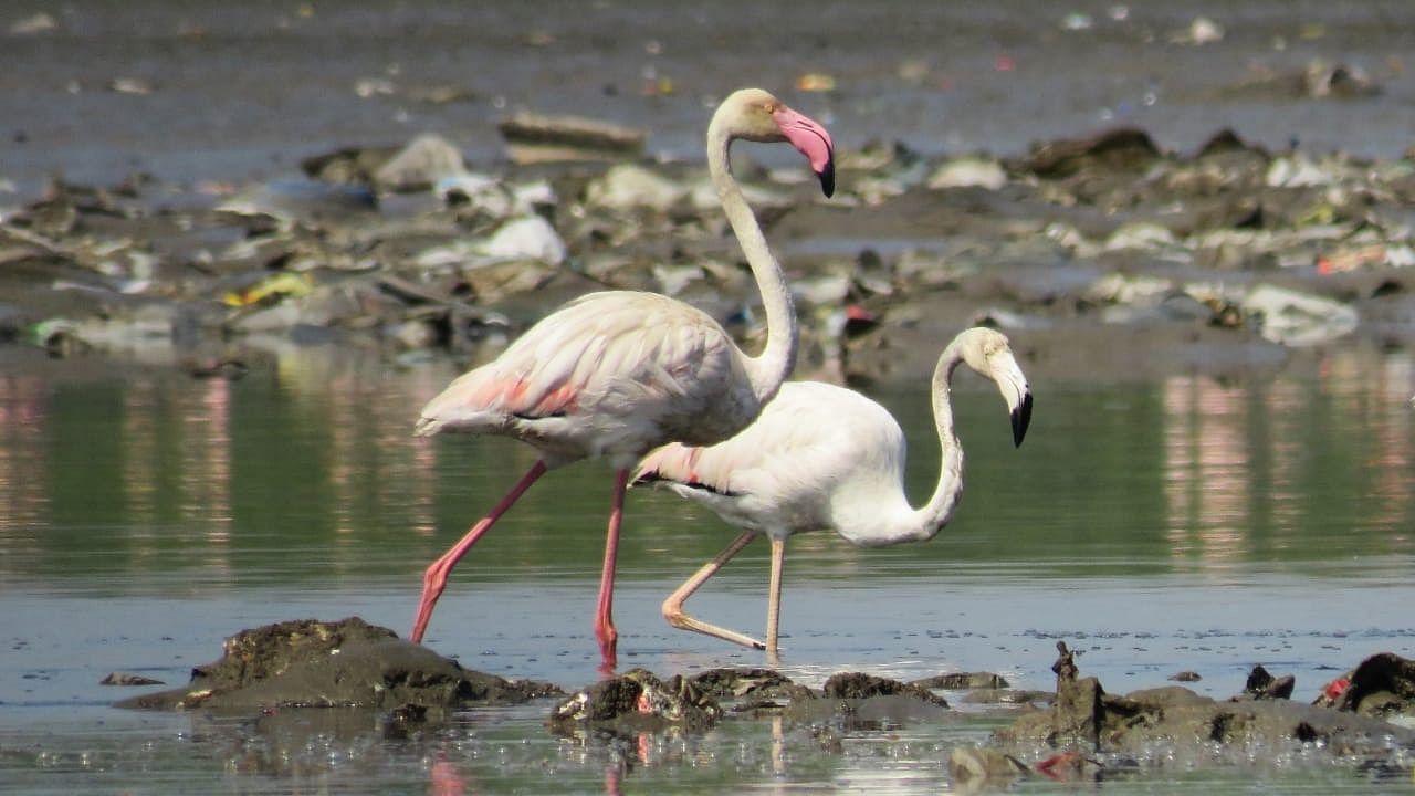 A view of flamingos in Mumbai. Credit: Siddesh Surve, Mangrove Foundation