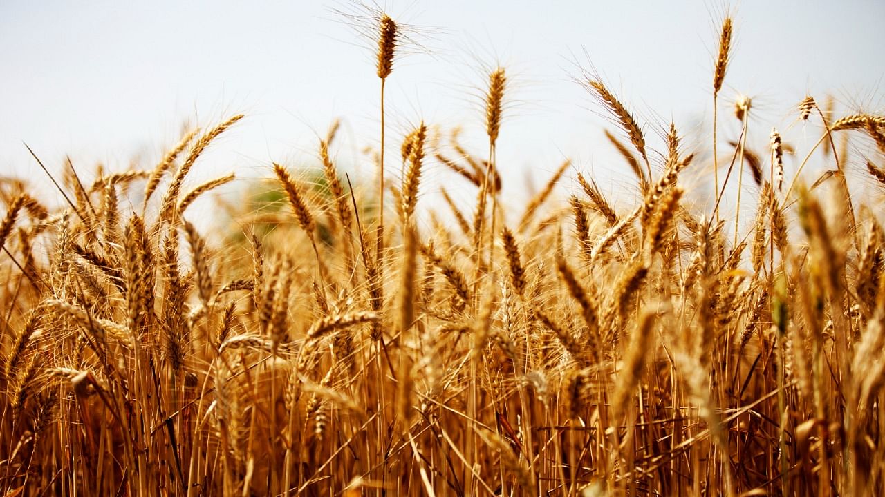 The wheat procurement target has been revised to 19.5 million tonne from the earlier target of 44.4 million tonnes for this year. Credit: iStock Photo