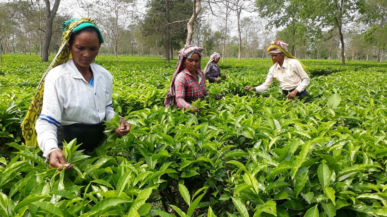 Natural gas is used as fuel in the withering and drying of tea leaves during processing. Credit: DH File Photo