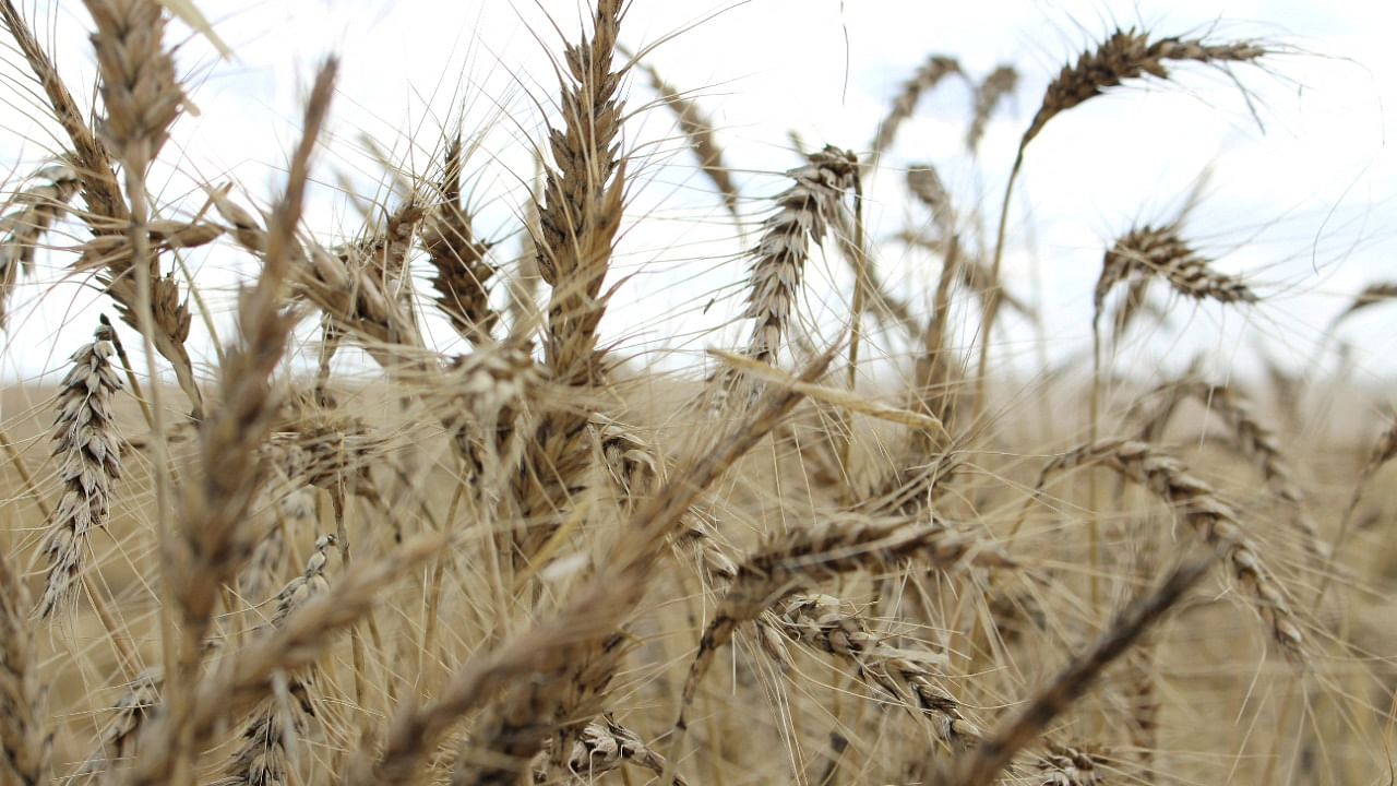 Global wheat prices have soared on supply fears since Russia's February invasion of agricultural powerhouse Ukraine, which previously accounted for 12 percent of global exports. Credit: Reuters Photo