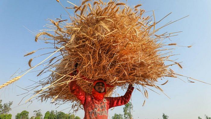 The timing of the announcement is surprising, given the government decided to send a delegation to nine countries to explore wheat exporting opportunities last week. Credit: PTI File Photo