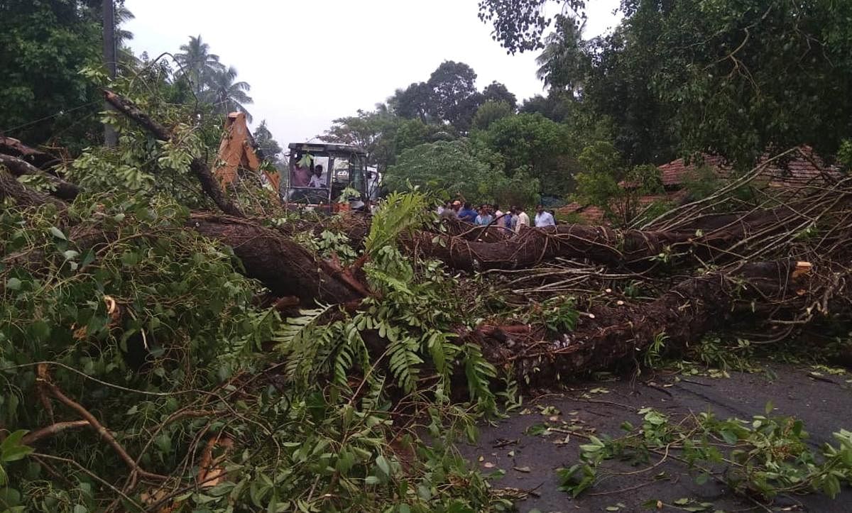 Strong winds uprooted a huge tree on Tadasa-Kumta State Highway in Sirsi taluk of Uttara Kannada district on Thursday. (Right) Heavy rain coupled with gusty winds ravaged a banana plantation in Mundgod taluk. DH Photos