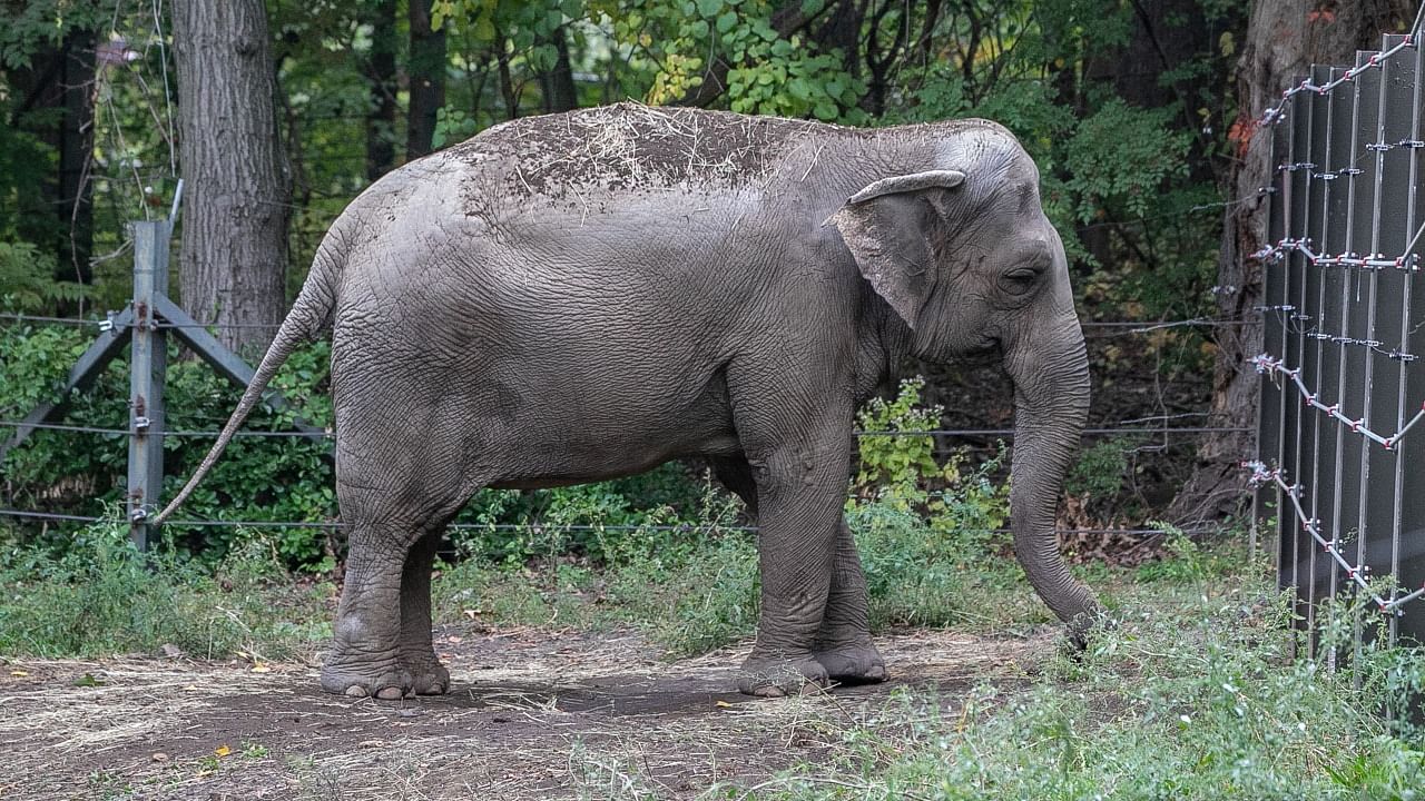 An elephant named Happy is pictured in the Bronx Zoo, in New York City. Credit: Reuters photo