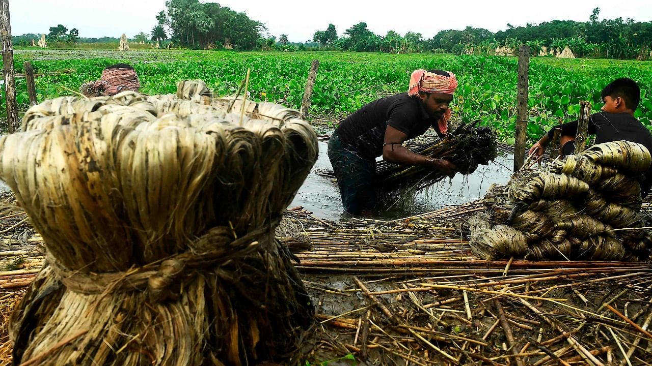 Farmers extract jute fibers near a water body in North 24 Parganas district, West Bengal. Credit: AFP File Photo