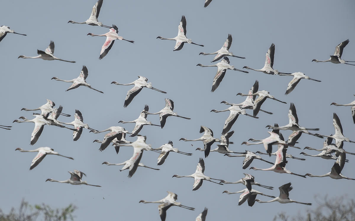 Flock of flamingos fly over a pond on the eve of World Migratory Bird Day, in Navi Mumbai, Friday, May 13, 2022. Credit: PTI Photo
