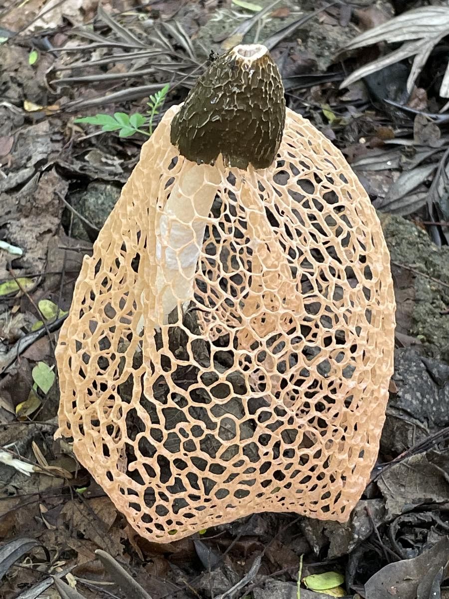 The bridal veil stinkhorn used to be a delicacy in ancient China. PHOTO CREDIT: SHARATH AHUJA