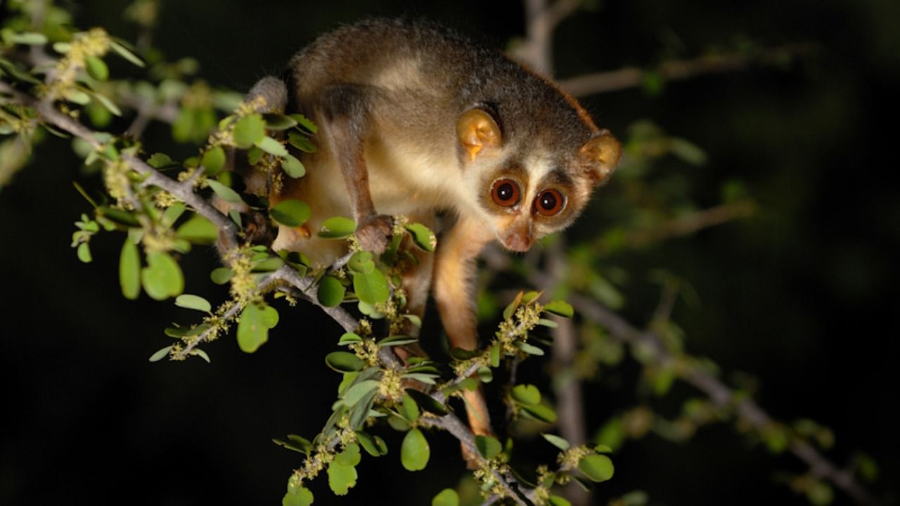 Slender Loris, the only nocturnal primate in south India. Credit: DH Photo