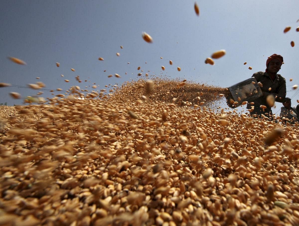 A worker spreads wheat crop for drying at a wholesale grain market in the northern Indian city of Chandigarh April 22, 2015. Credit: Reuters File Photo