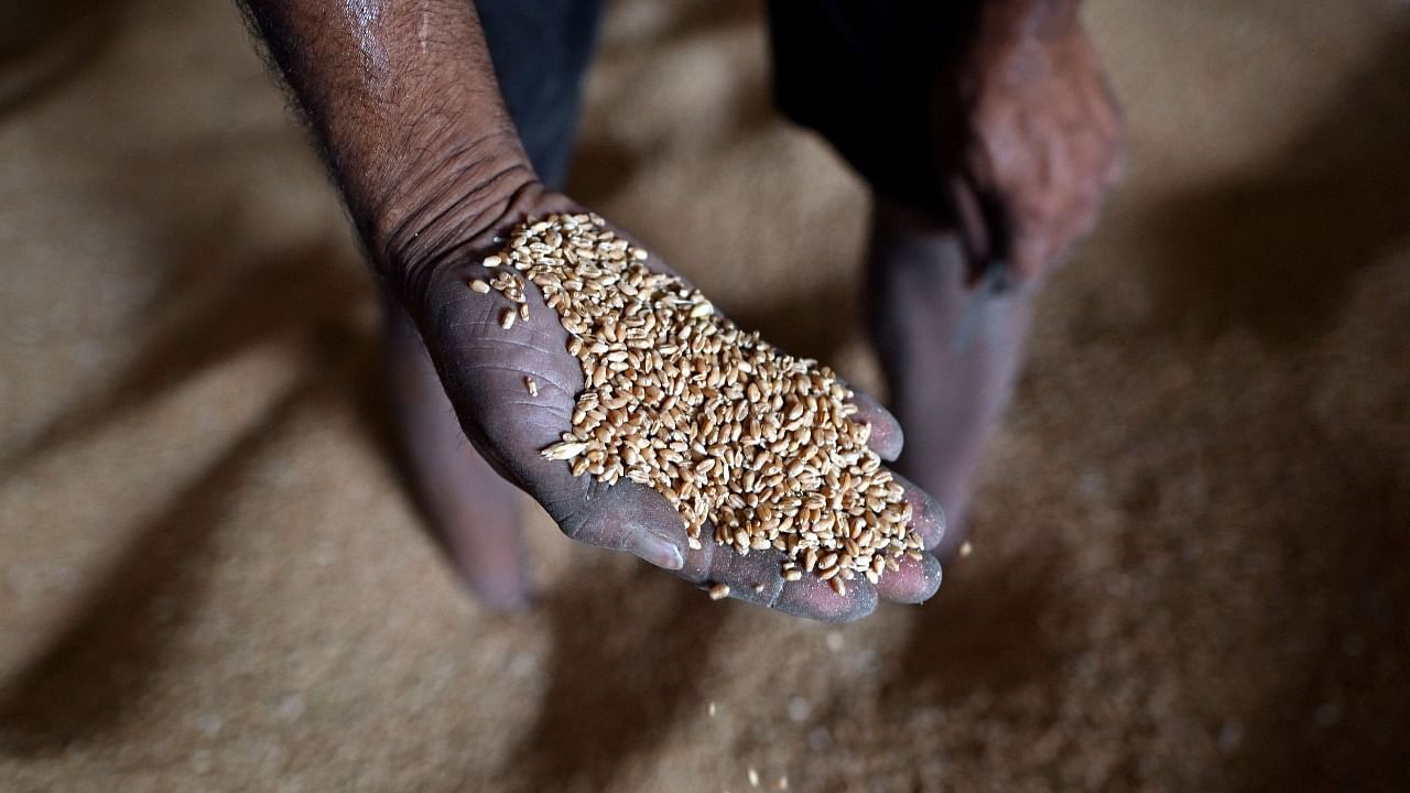 The move — along with dwindling global supplies from Russia and Ukraine, both among the world's top five wheat exporters — sent prices to all-time highs on commodity exchanges in Chicago and Europe. Credit: AFP Photo