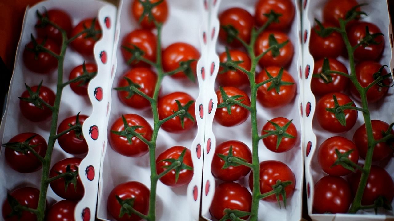 Tomato leaves naturally contain one of the building blocks of vitamin D3, called 7-DHC. Vitamin D3 is considered best at raising vitamin D levels in the body. Credit: Reuters File Photo