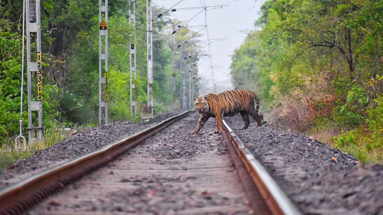 The majestic ‘Waghdoh' -  the tiger who had fathered 40 cubs - died of old age at the Tadoba-Andheri Tiger Reserve in the Chandrapur district of Maharashtra. Credit: Twitter/@NatureIn_Focus