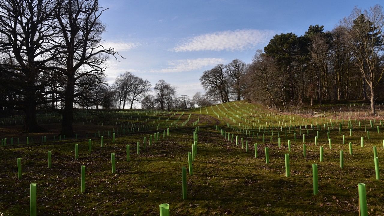 The study by the global research non-profit organisation also identified 10 types of incentives -- seven monetary and three non-monetary -- that policymakers use to encourage farmers to grow trees. Credit: iStock Photo