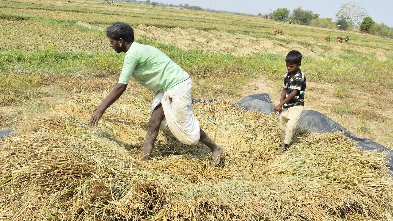 India's non-basmati rice exports grew by nearly 110 per cent to $6.11billion in 2021-22. Credit: DH File Photo