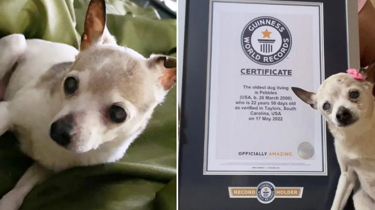 Pebbles once had a partner dog Rocky and the two had 24 puppies together. Credit: Guinness World Records Photo
