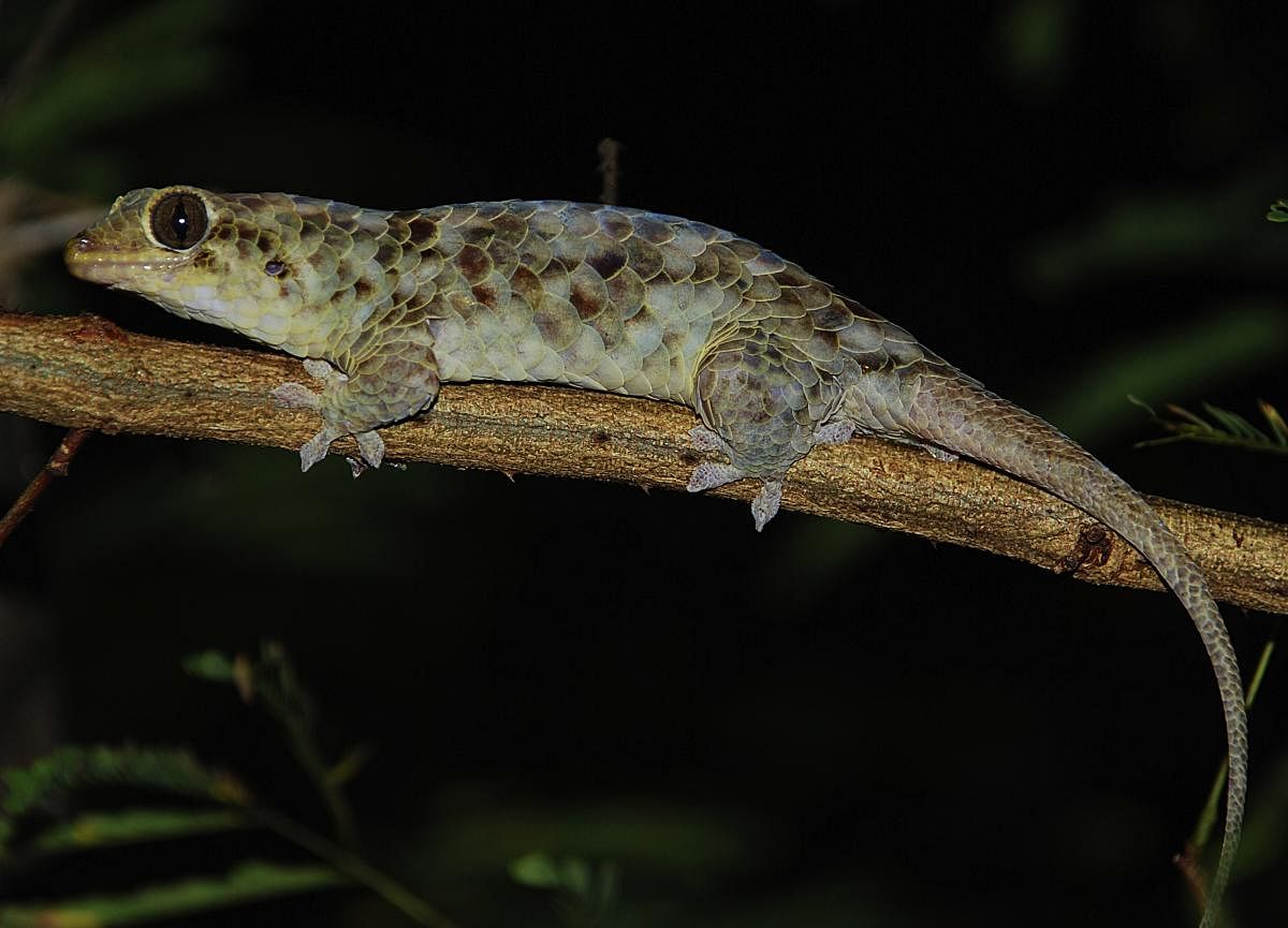 Geckolepis megalepis