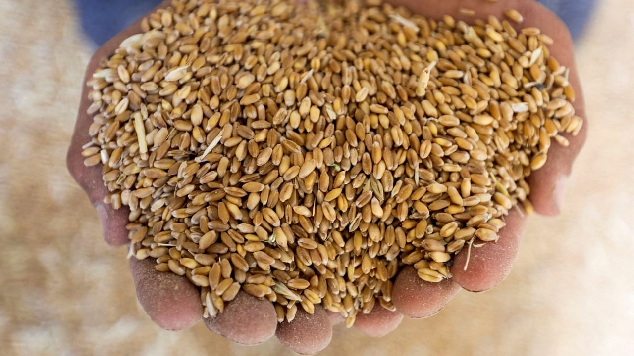 Benchmark wheat futures have surged about 50 per cent this year, due to Russia’s invasion of Ukraine, bad weather and export curbs by India and Kazakhstan. Credit: Reuters Photo