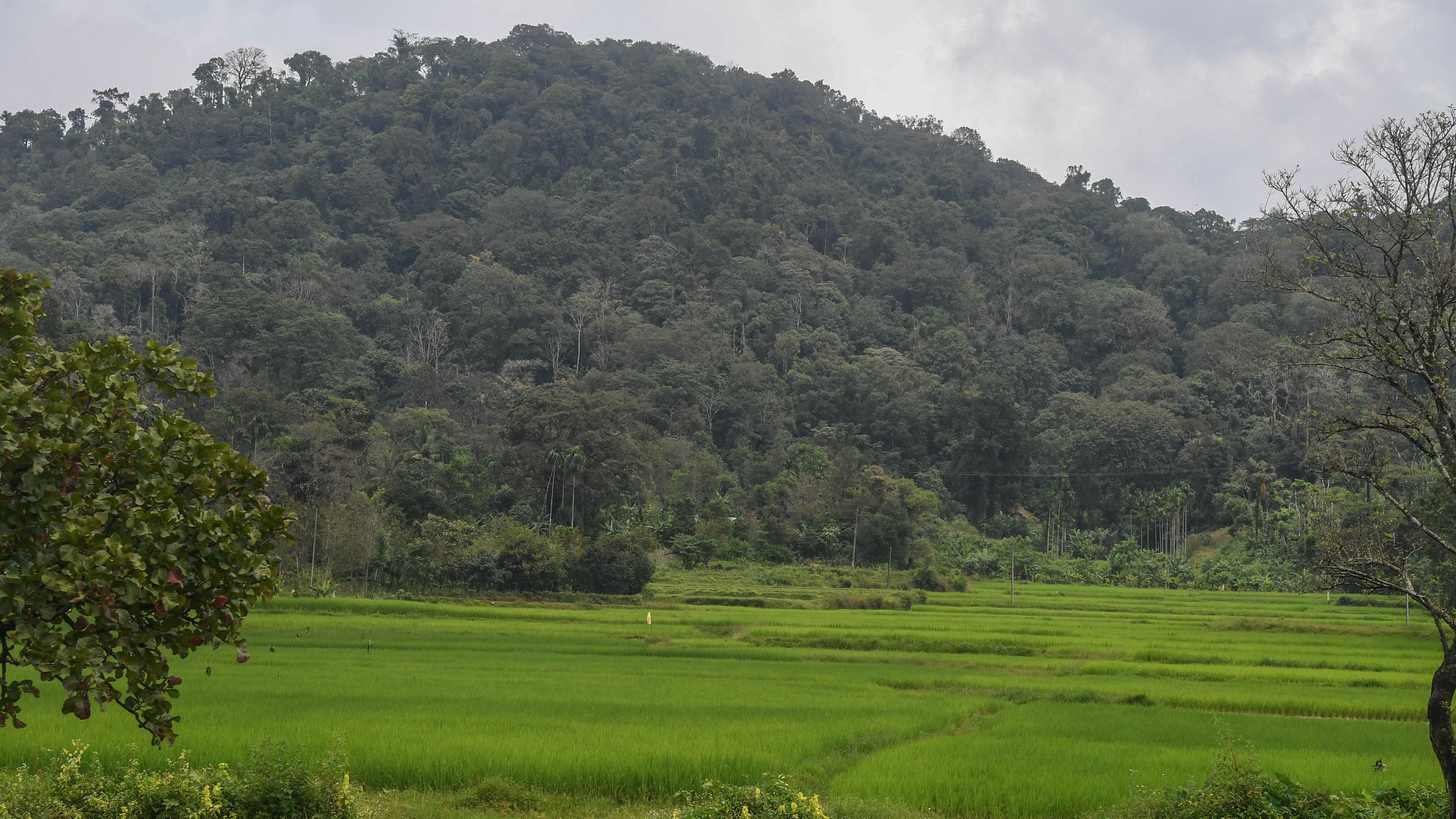 Considering the vulnerability of the Western Ghats, any railway line is an harbinger of disaster, a forest officer said. Credit: DH Photo