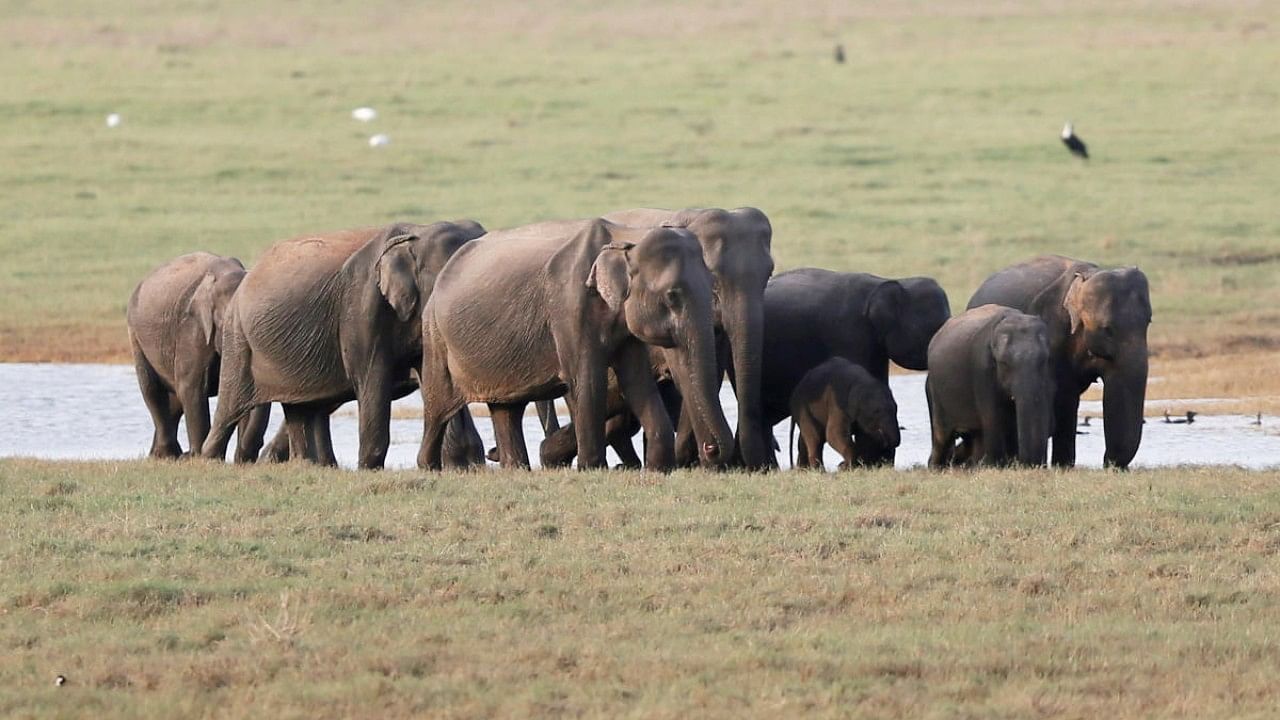 Representative image of a herd of wild elephants. Credit: Reuters File Photo