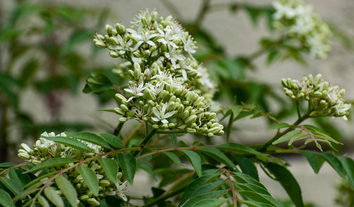 The curry leaf plant is a shrub that grows nearly three meters high and requires four to five hours of sunlight every day.