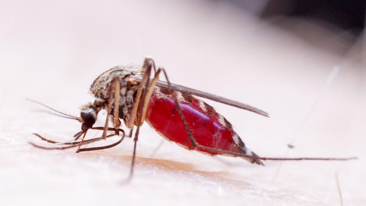 Mosquito control measures are being initiated. Credit: iStock photo