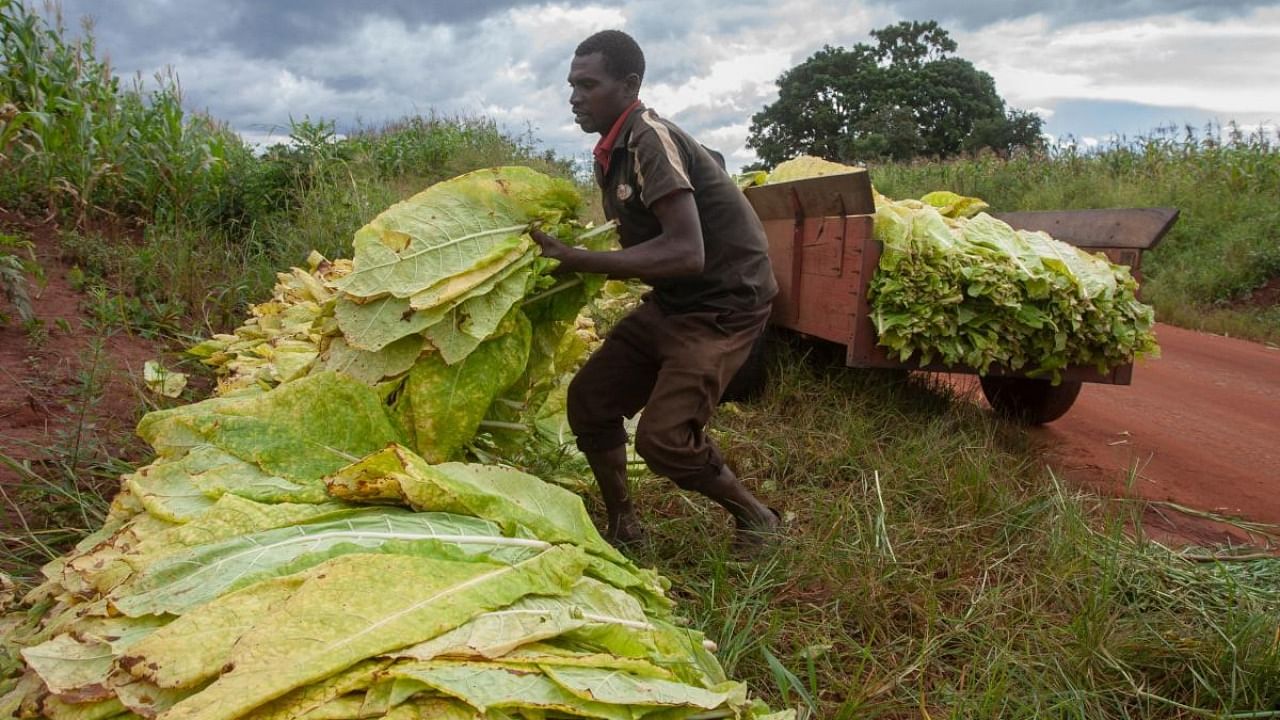 Tobacco farming also accounts for about five per cent of global deforestation, and drives depletion of precious water resources. Credit: AFP File photo
