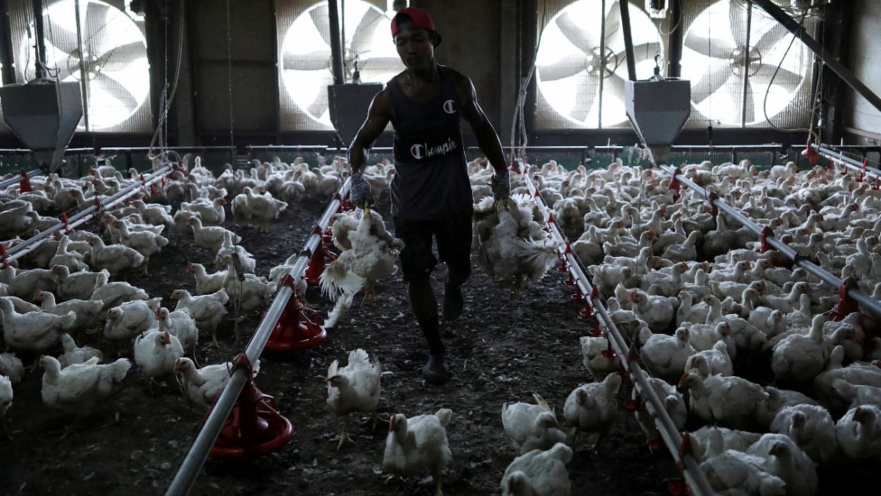 Malaysia typically exports up to 3.6 million chickens a month, many of which go to Singapore, where they are slaughtered and chilled. Credit: Reuters Photo