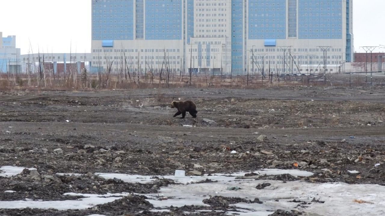 A brown bear strolls through wasteland in front of the hospital in the Arctic city of Norilsk. Credit: AFP Photo