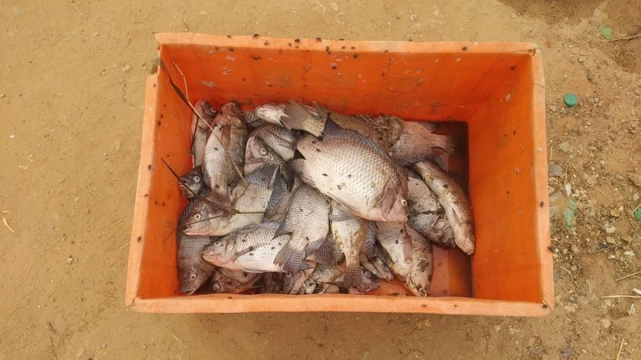 Over 100 dead fish were found in Bhattarahalli Lake in KR Puram on Tuesday. Credit: Special arrangement