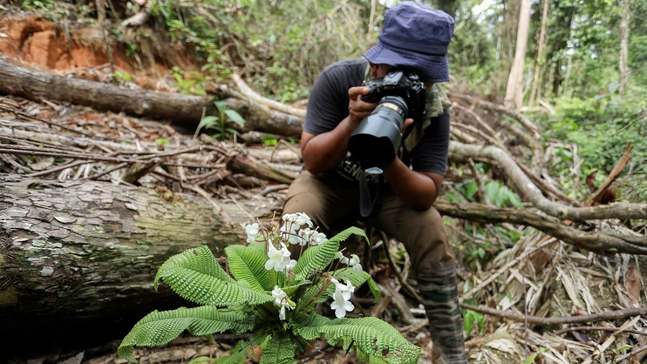 Due to to deforestation, photographer Suzairi Zakaria decided he needed to take direct action to conserve plant species in his home state of Terengganu. Credit: Reuters Photo