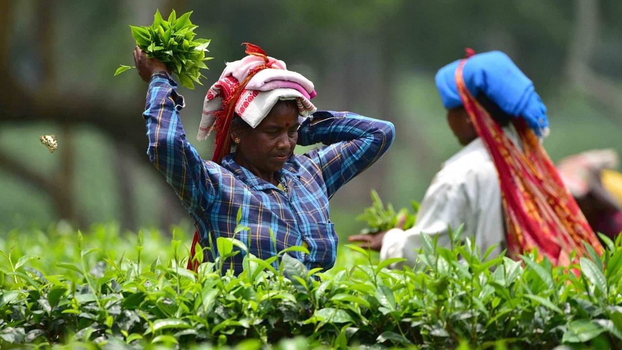 In 2021, India exported 195.90 million kg of tea. Credit: IANS Photo