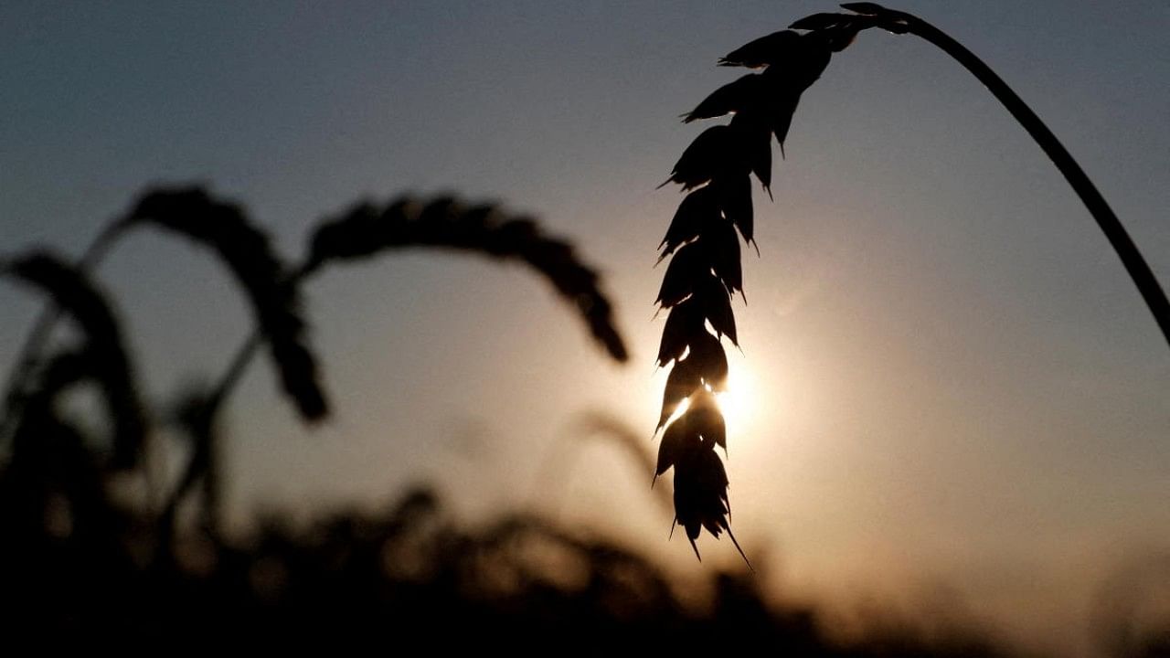 India has responded to rising global commodity prices by unexpectedly blocking exports of sugar and wheat; some expect rice to be next. Credit: Reuters Photo