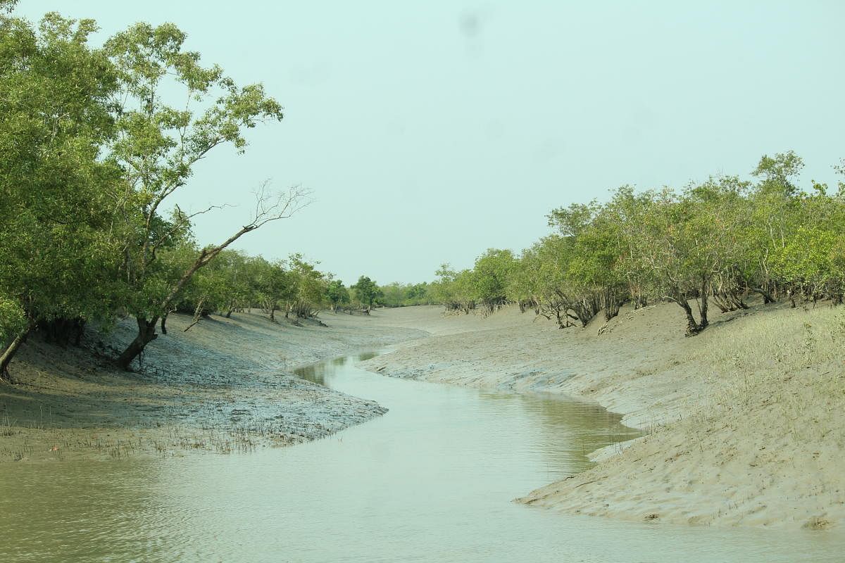 Mangroves are known to be among the most effectivenatural barriers against flooding. PHOTOS BY AUTHOR