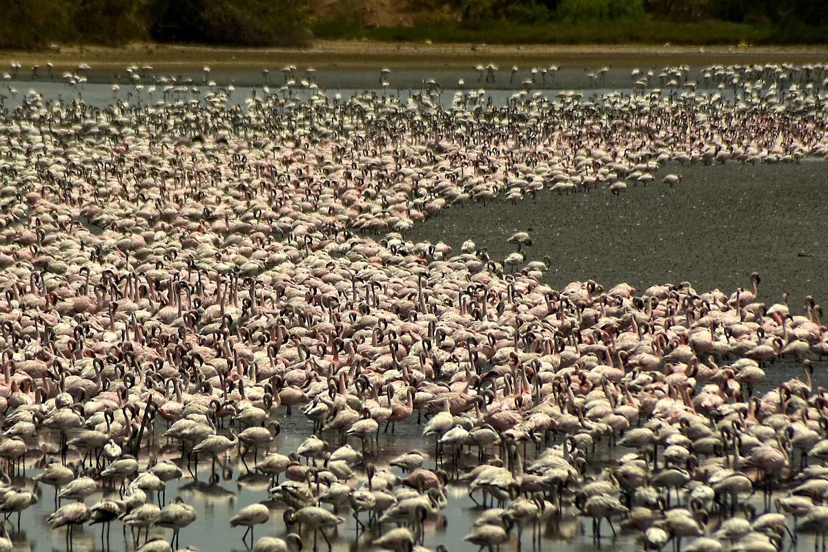 Flamingos seen at the dried-up Talawe wetlands, on a hot summer day in Navi Mumbai. Credit: PTI Photo