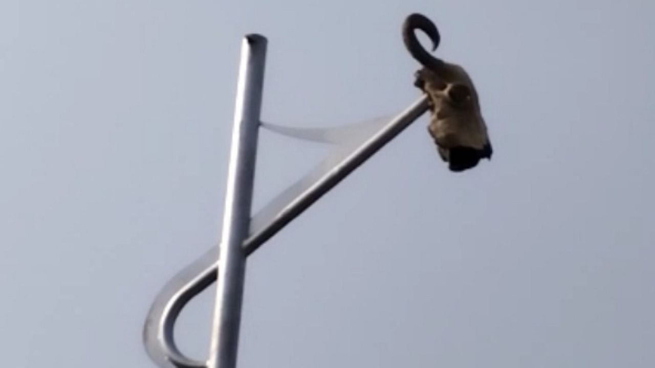 The skulls have been dangling on poles since two days and authorities have not taken any action. Credit: IANS Photo