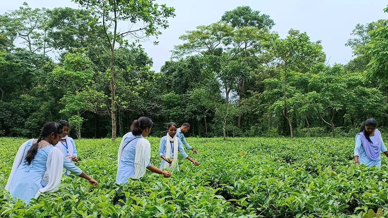 College students plucking tea leaves in their campus. Credit: Special Arrangement