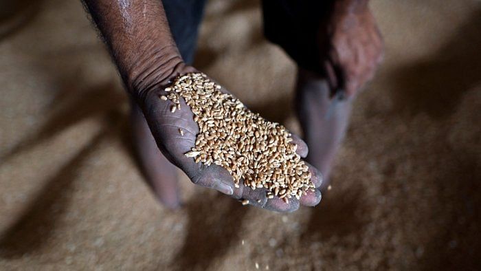 Traders who have not received permission for exports want the government to let them ship out to foreign countries requesting India for wheat supplies, dealers said. Credit: AFP File Photo
