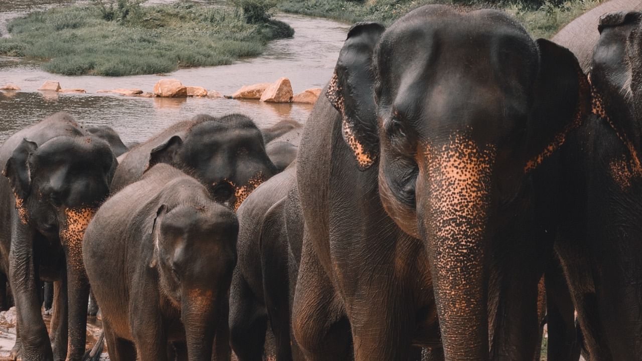 The data showed that the major cause of unnatural death was electrocution, which killed 11 elephants. Credit: Unsplash Photo