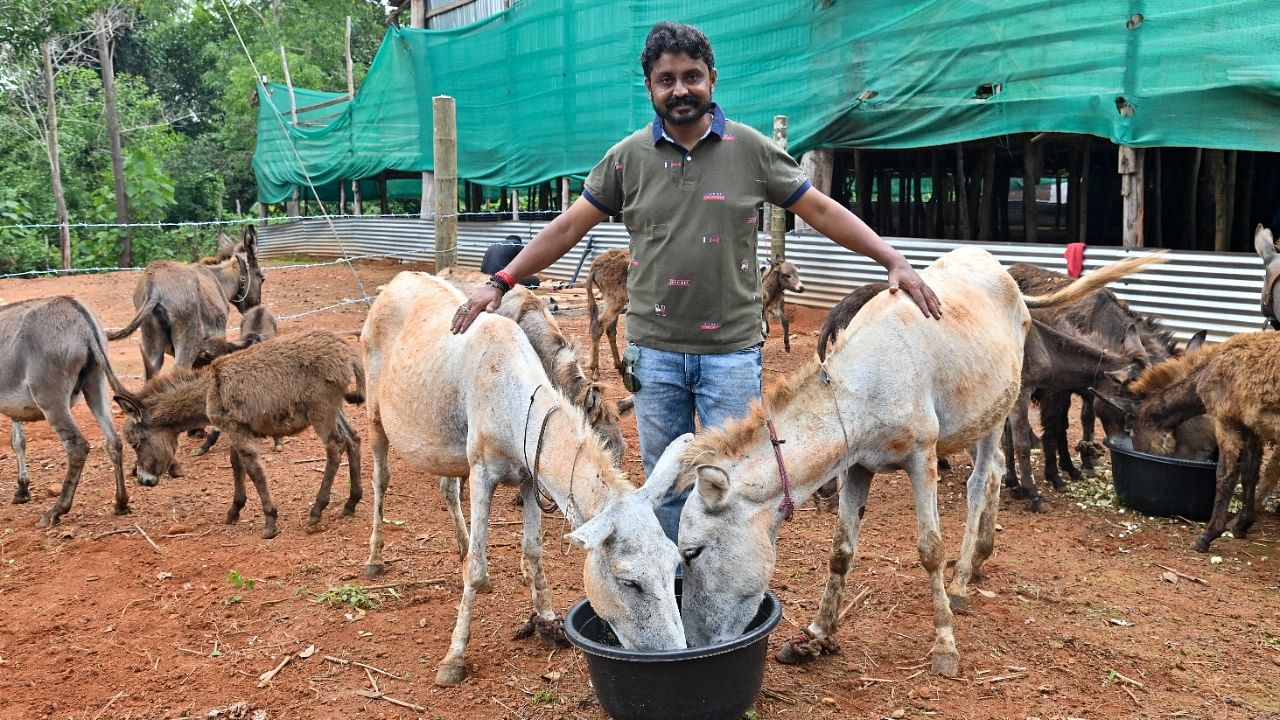 Srinivas Gowda set up his Isiri Farms, exclusively for Donkey rearing, at Ira, Bantwala Taluk. Credit: DH Photo