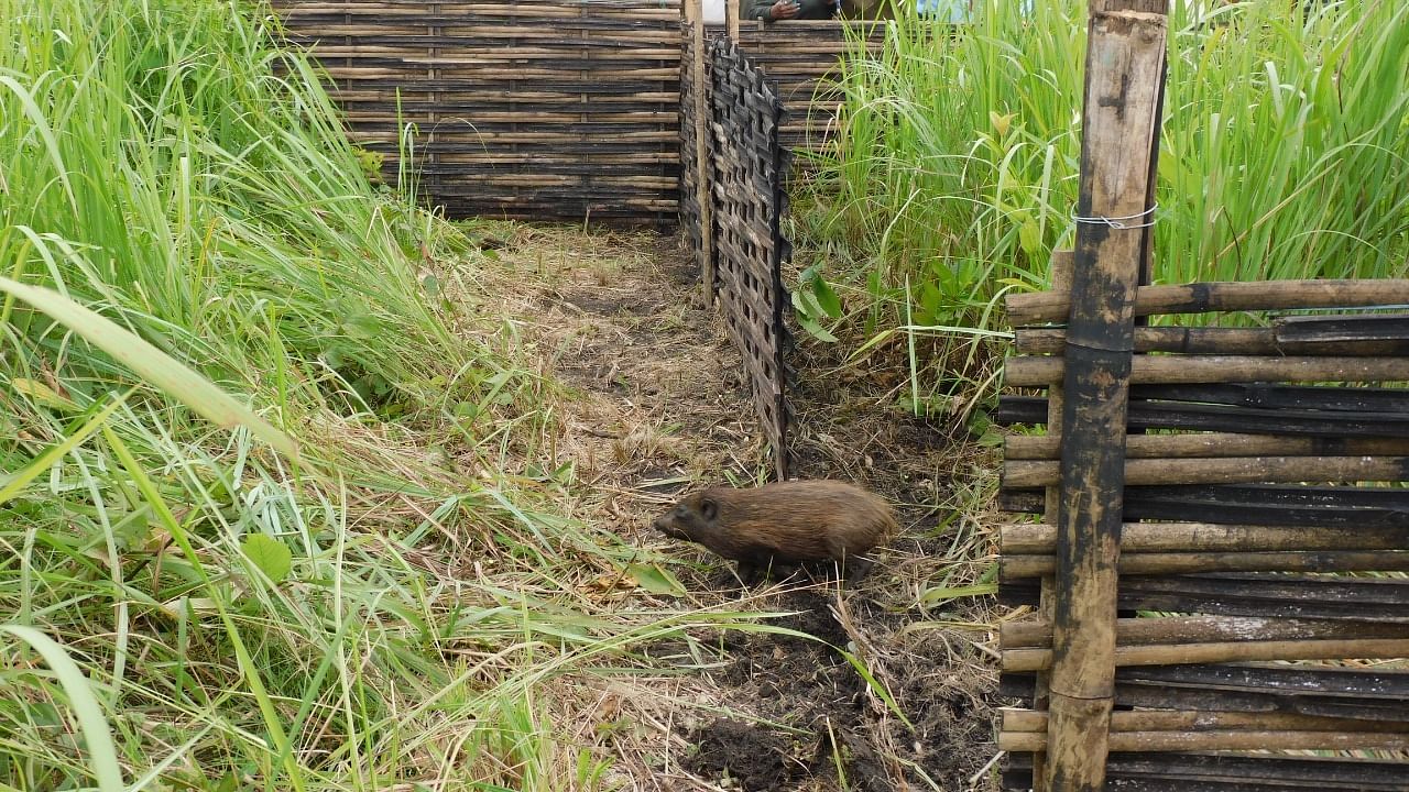 Captive-bred pygmy hogs being released in Manas National Park in Assam recently. Credit: Aaranyak
