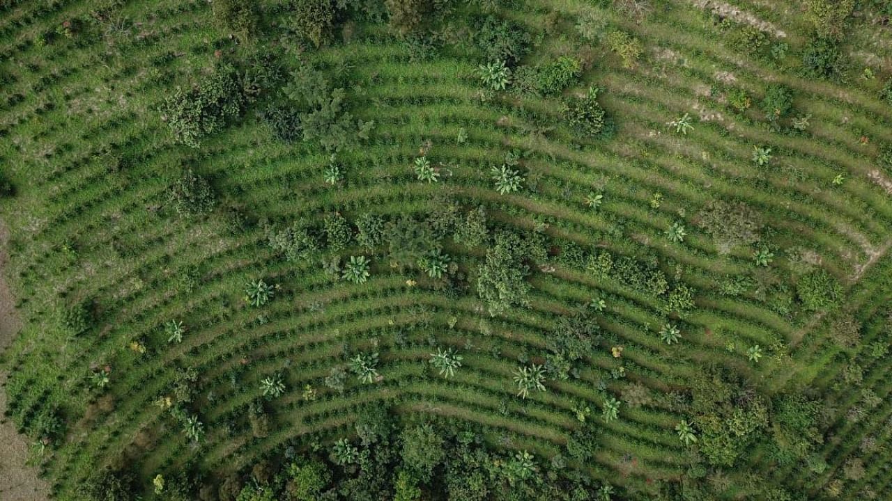 This aerial view shows coffee plantations at the Gorongosa mountain range in Gorongosa on May 20, 2022. Credit: AFP Photo