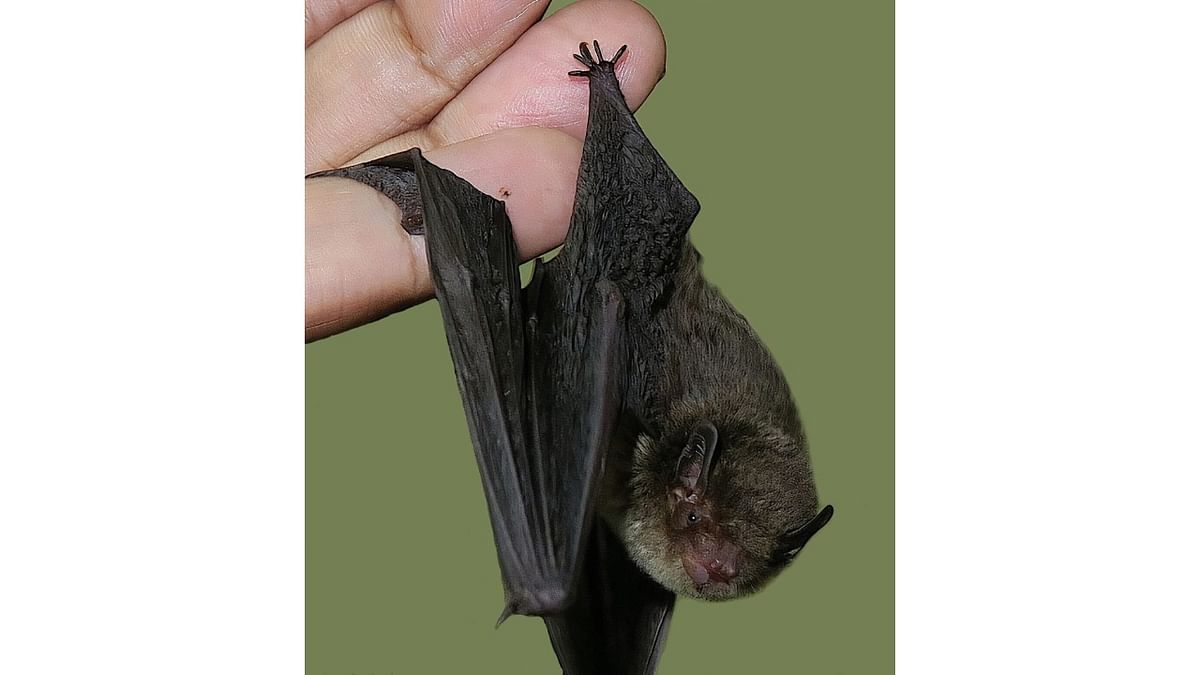 New thick-thumbed bat species discovered in bamboo forest in Meghalaya