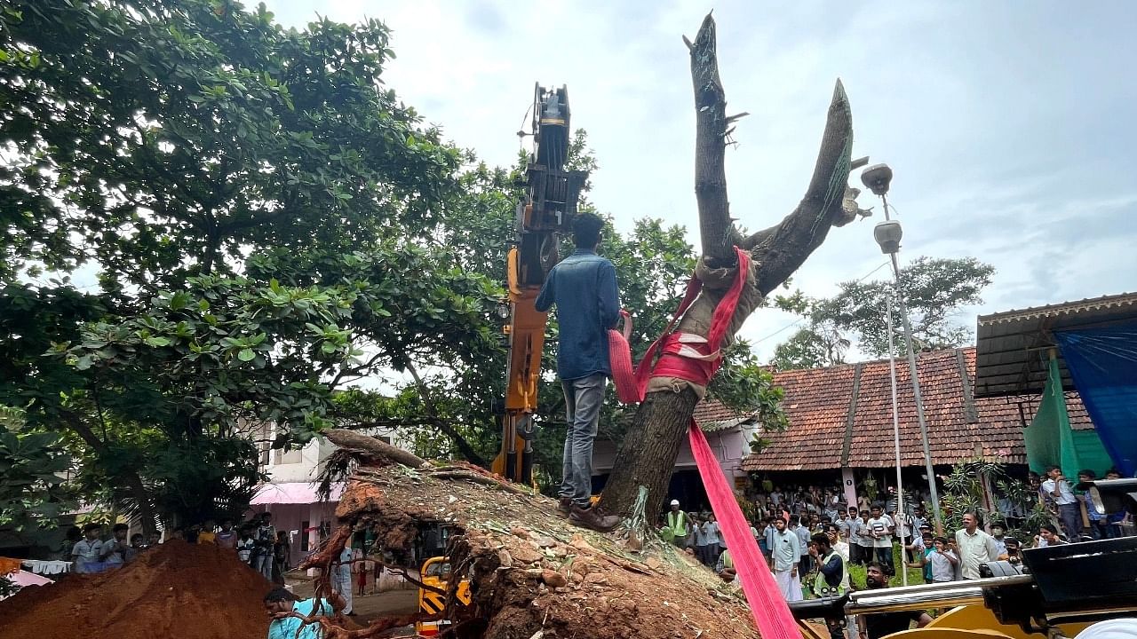 Uprooted tree being planted at school premises in Kasargod. Credit: Uralungal Labour Contract Cooperative Society