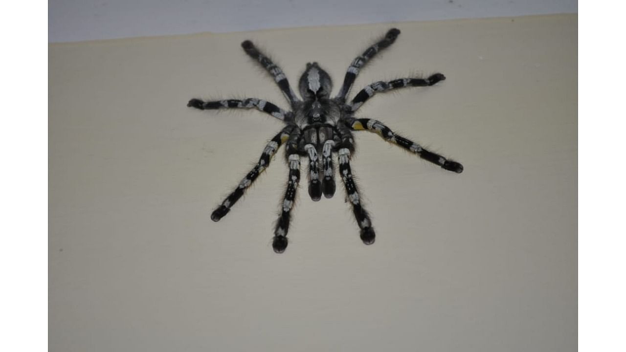 Tarantula. Credit: DH File Photo