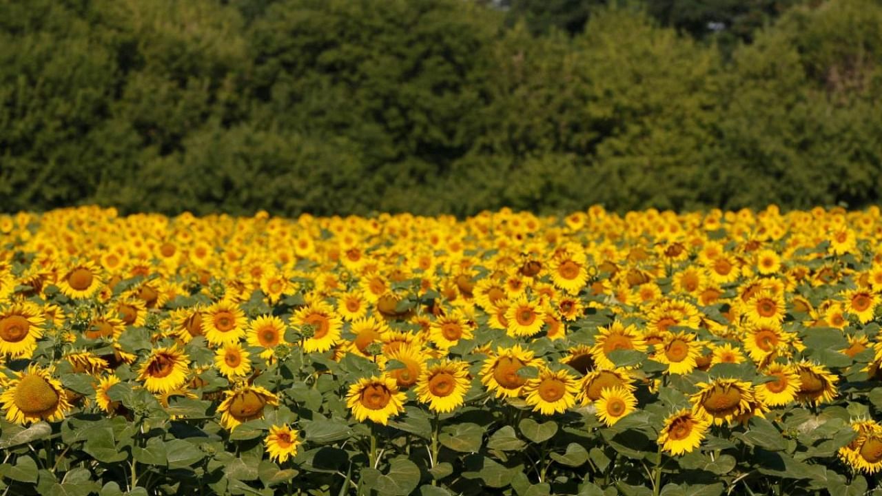 Those who used to grow maize, bengal gram, cotton among others are shifting to sunflower. Credit: Reuters photo