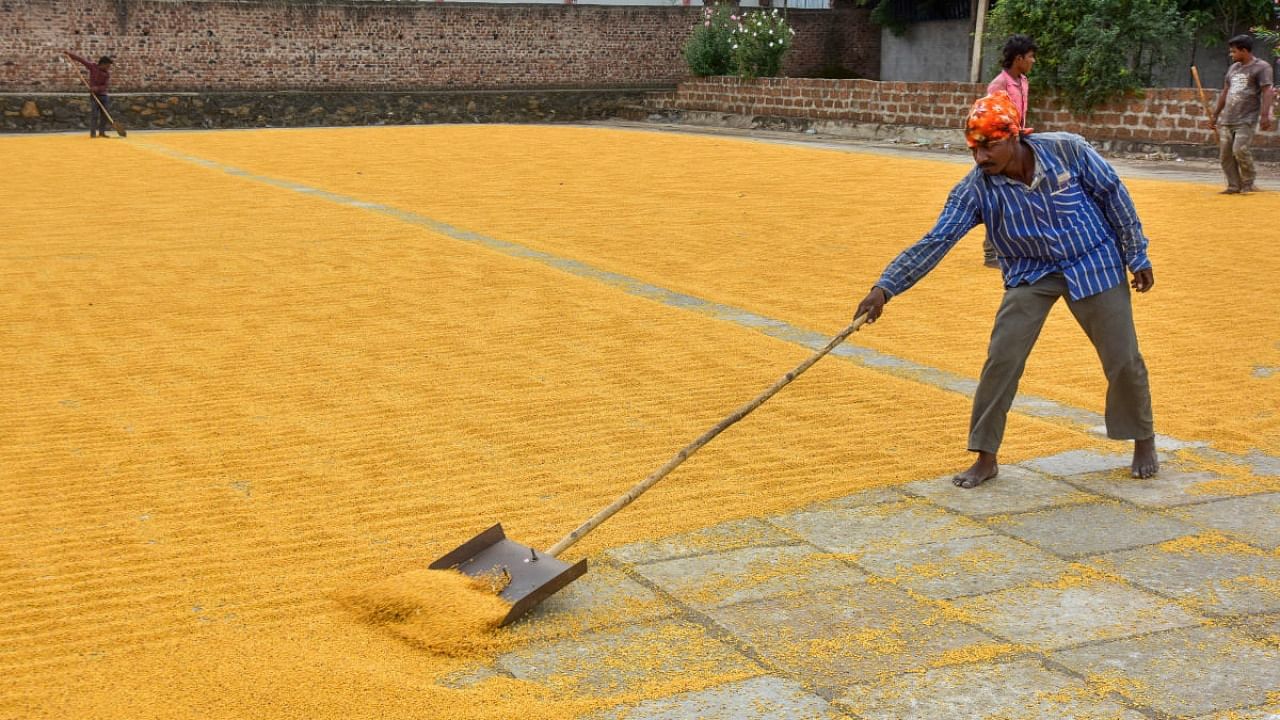 A file photo of a worker drying tur at a mill in Kalaburagi. Credit: DH Photo