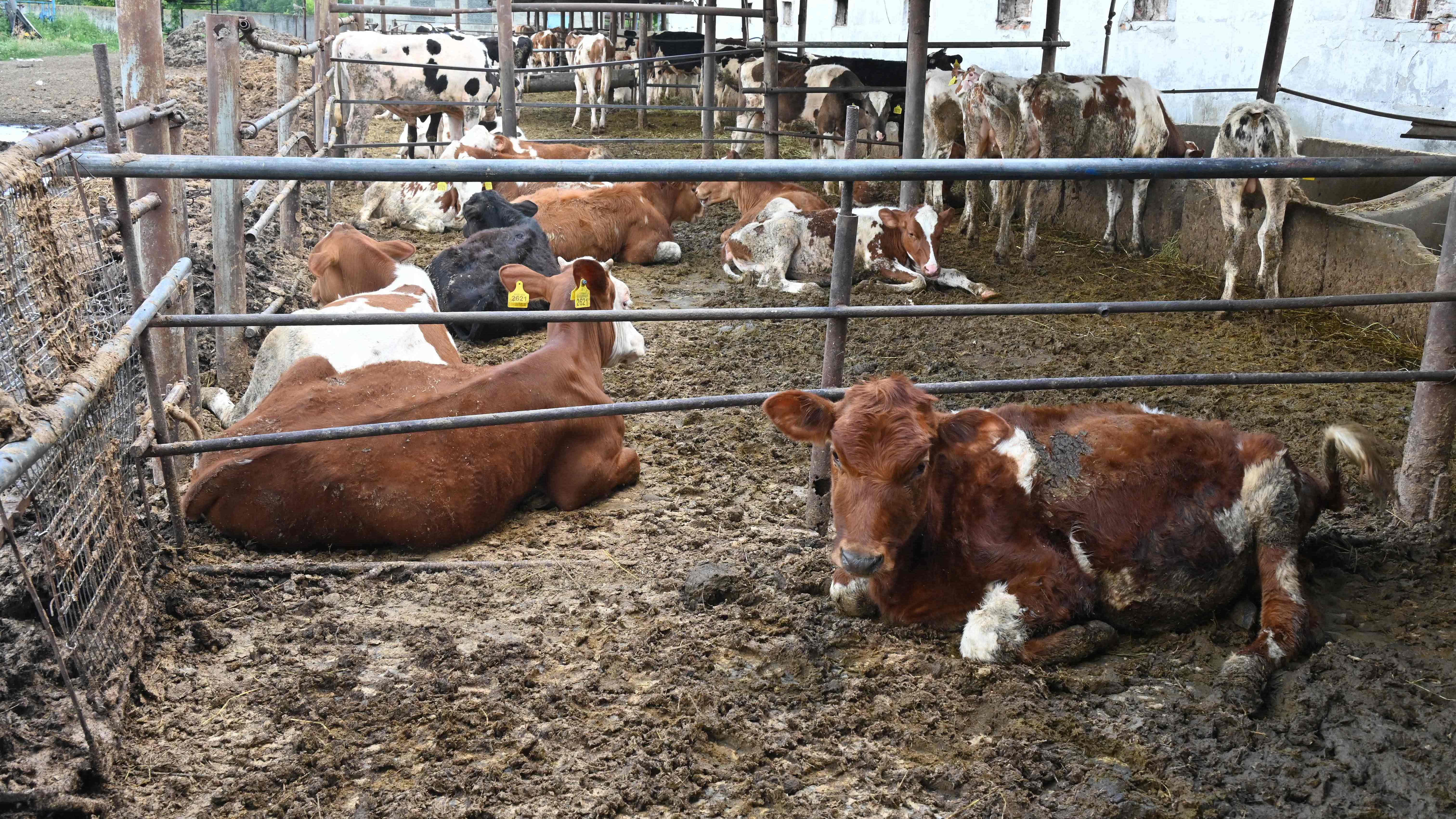 Government figures suggest that 15 percent of the country's livestock have been killed since Russia invaded on February 24. Credit: AFP Photo