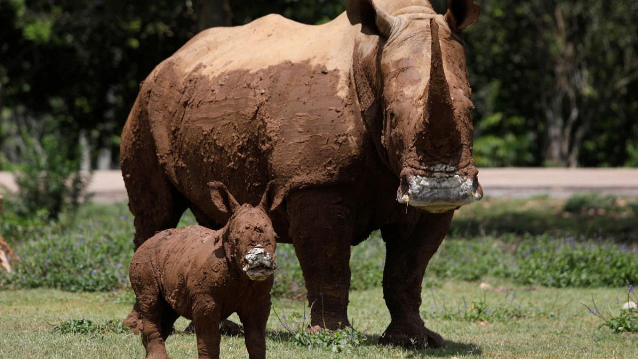 A newly-born white rhinoceros is seen beside its mother at the National Zoo in Havana, Cuba. Credit: Reuters photo